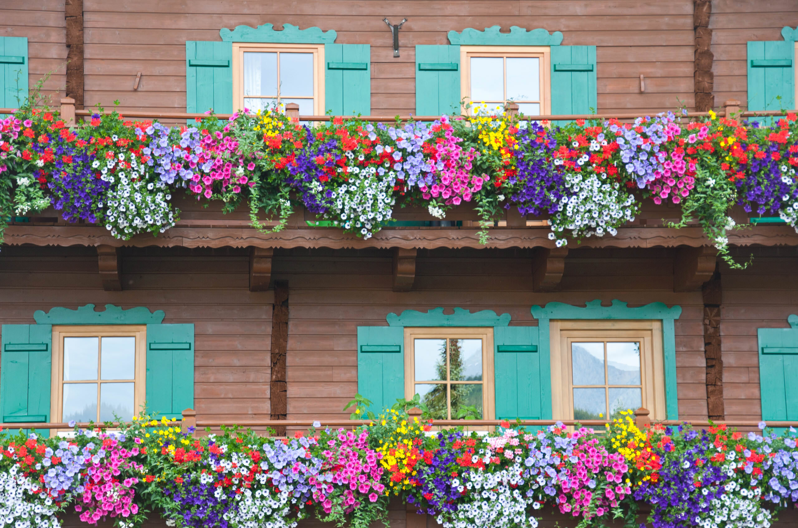 TOP 10 der schnsten Balkonpflanzen  die mssen Sie haben - Samenhaus  Gartenblog