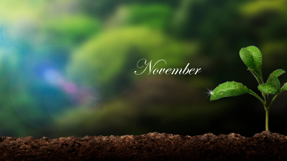 Aussaat November