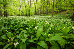 Bärlauch im Wald