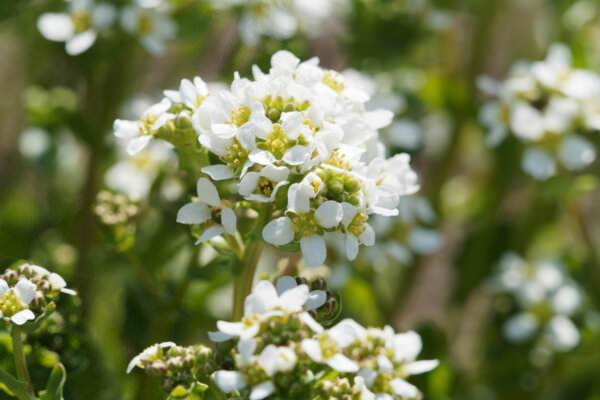 Echtes Löffelkraut