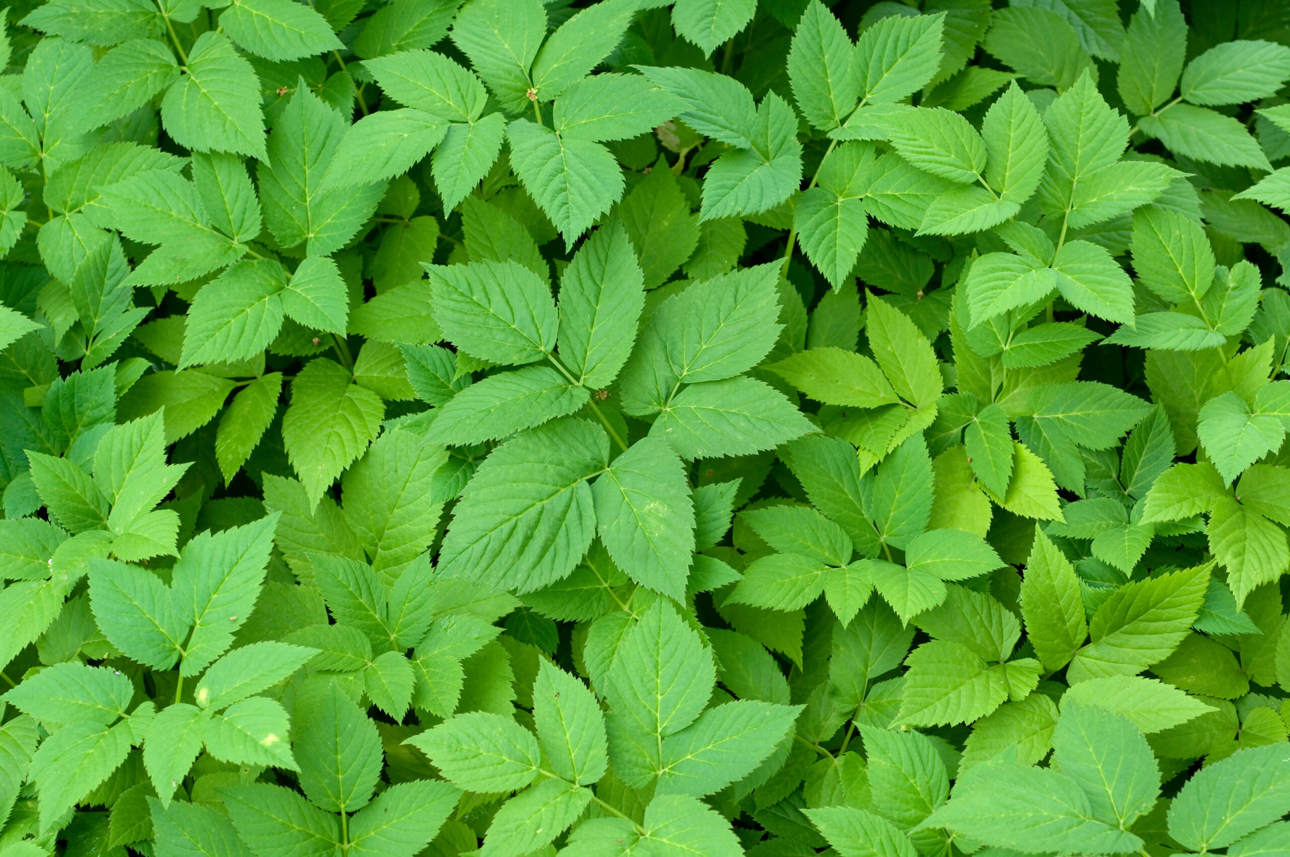 Giersch ist im Garten nicht wirklich beliebt, da das Kraut überall wuchert. Es gibt aber ein paar Tricks, dem Giersch beizukommen.