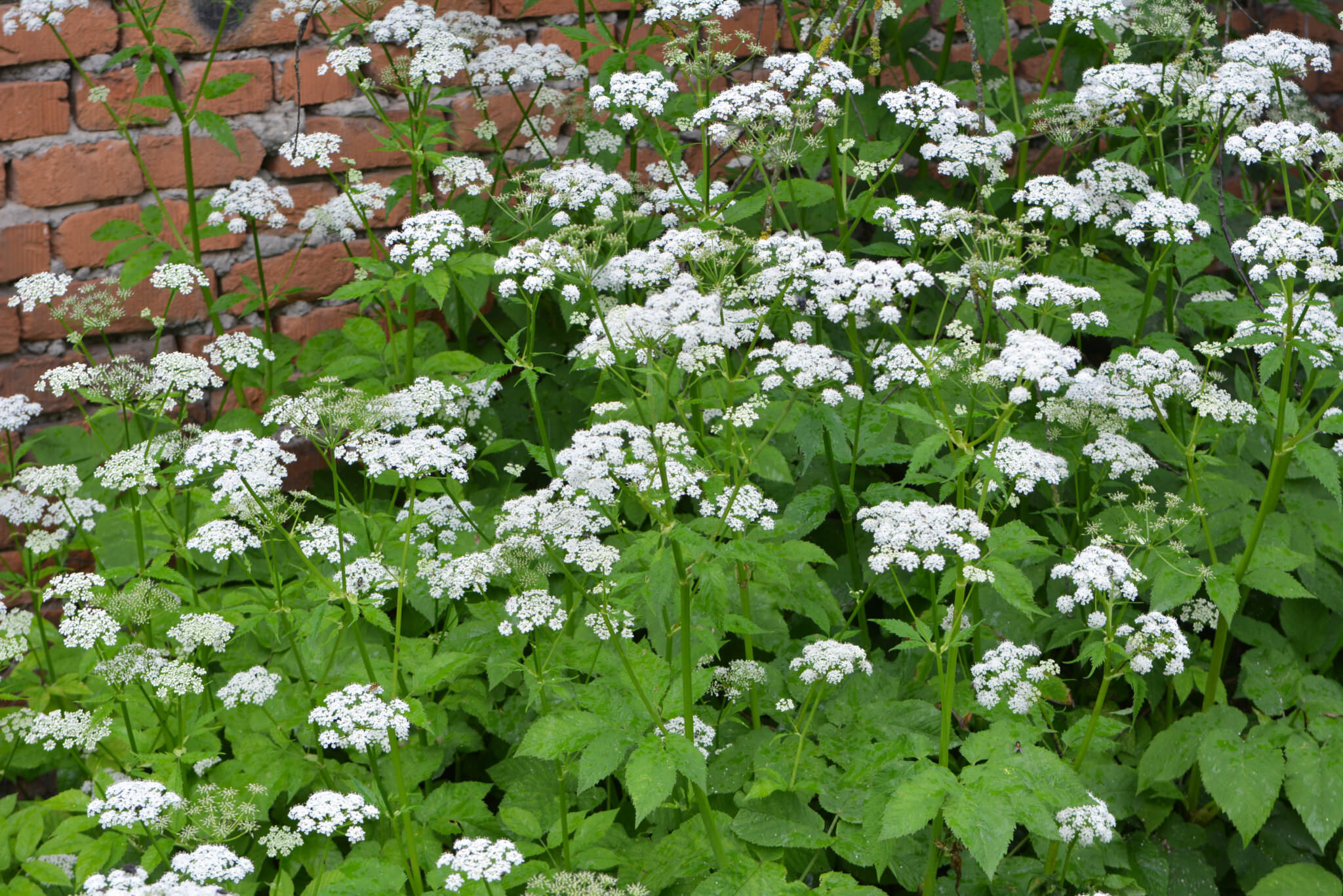 Giersch im Garten richtig entfernen so geht es Samenhaus Gartenblog