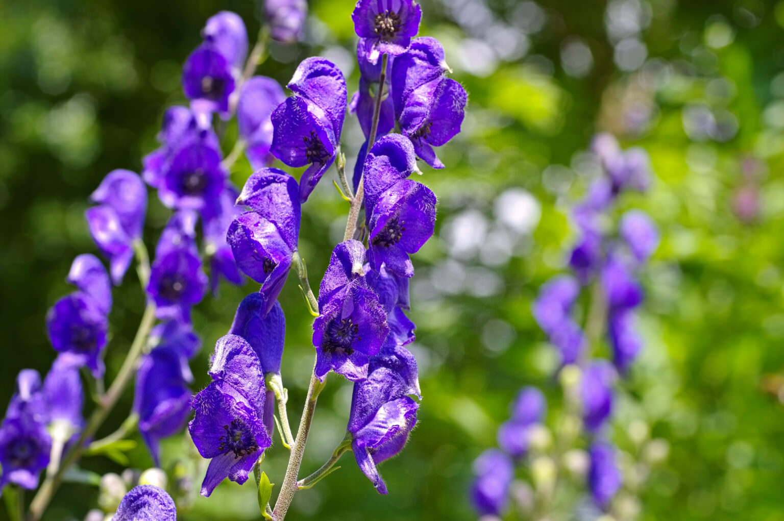 Die Giftpflanzen des Jahres Samenhaus Gartenblog