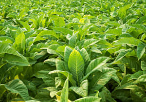 Giftpflanze Tabak