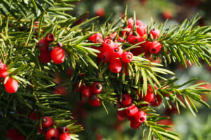 Giftpflanze Bogenbaum