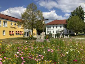 Wildblumenwiese