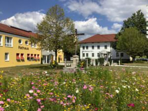 Wildblumenwiese