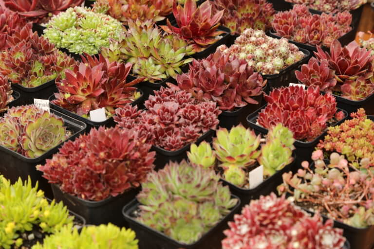 Diese Pflanzen sind für den Steingarten und die Dachbepflanzung