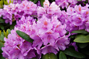 Heckenpflanze Rhododendron