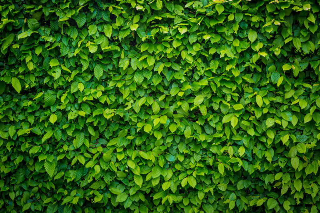 Windschutz im Gemüsegarten: Wie lässt sich der Wind aussperren? - Samenhaus  Gartenblog