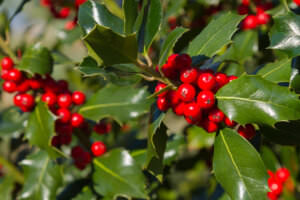 Heckenpflanze Ilex