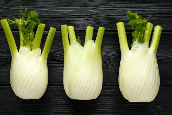 Knollenfenchel