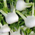 Haufen Knollenfenchel