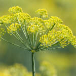 Wilder Fenchel