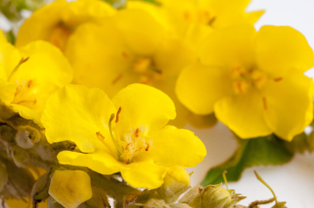 Königskerze – Anbau, Pflege und Verwendung einer königlichen Blume