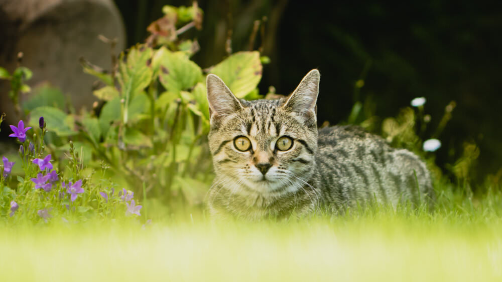 Nachbars Katze im Gemüsebeet – wie kann man das verhindern