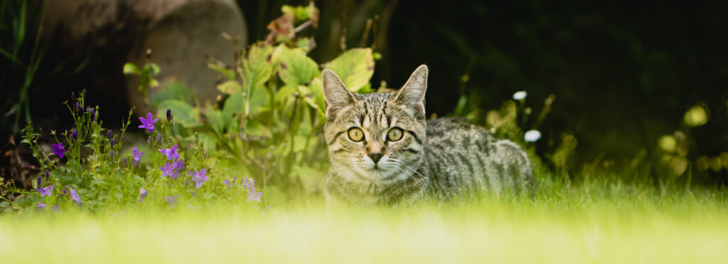 Nachbars Katze im Gemüsebeet – wie kann man das verhindern?