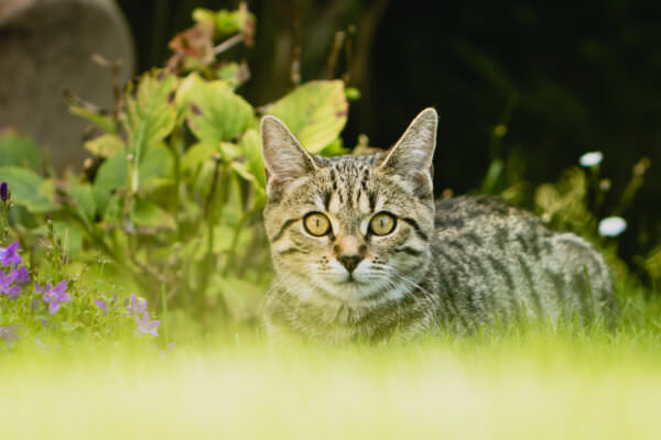 Katze Garten