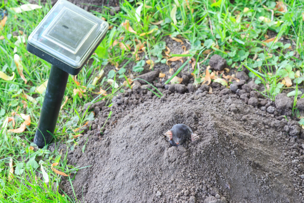 Nachbars Katze im Gemüsebeet wie kann man das verhindern? Samenhaus