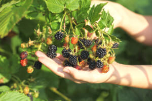 Schattenpflanzen Brombeeren