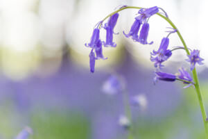 Schattenpflanze Waldglockenblume