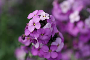 Schattenpflanze Mauerblümchen