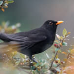 Amsel