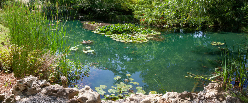 Wasserpflanzen für den Teich – welche Pflanzen eignen sich?