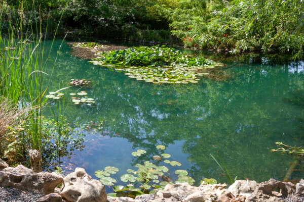 Teich Garten