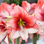 Zimmerpflanze Amaryllis