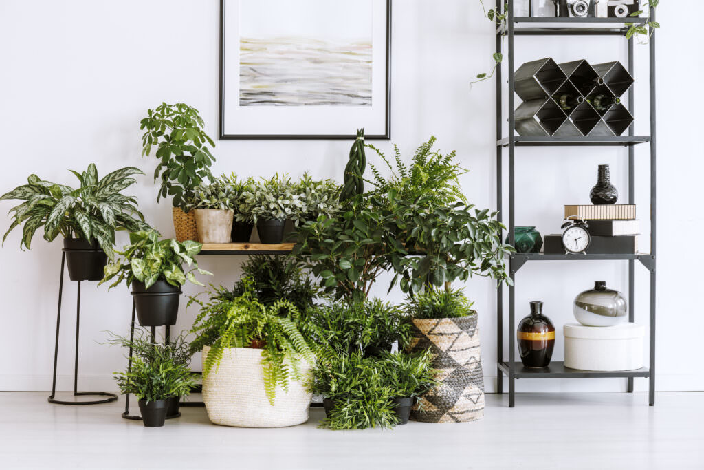 TOP 10 der schönsten Zimmerpflanzen – Grün für drinnen