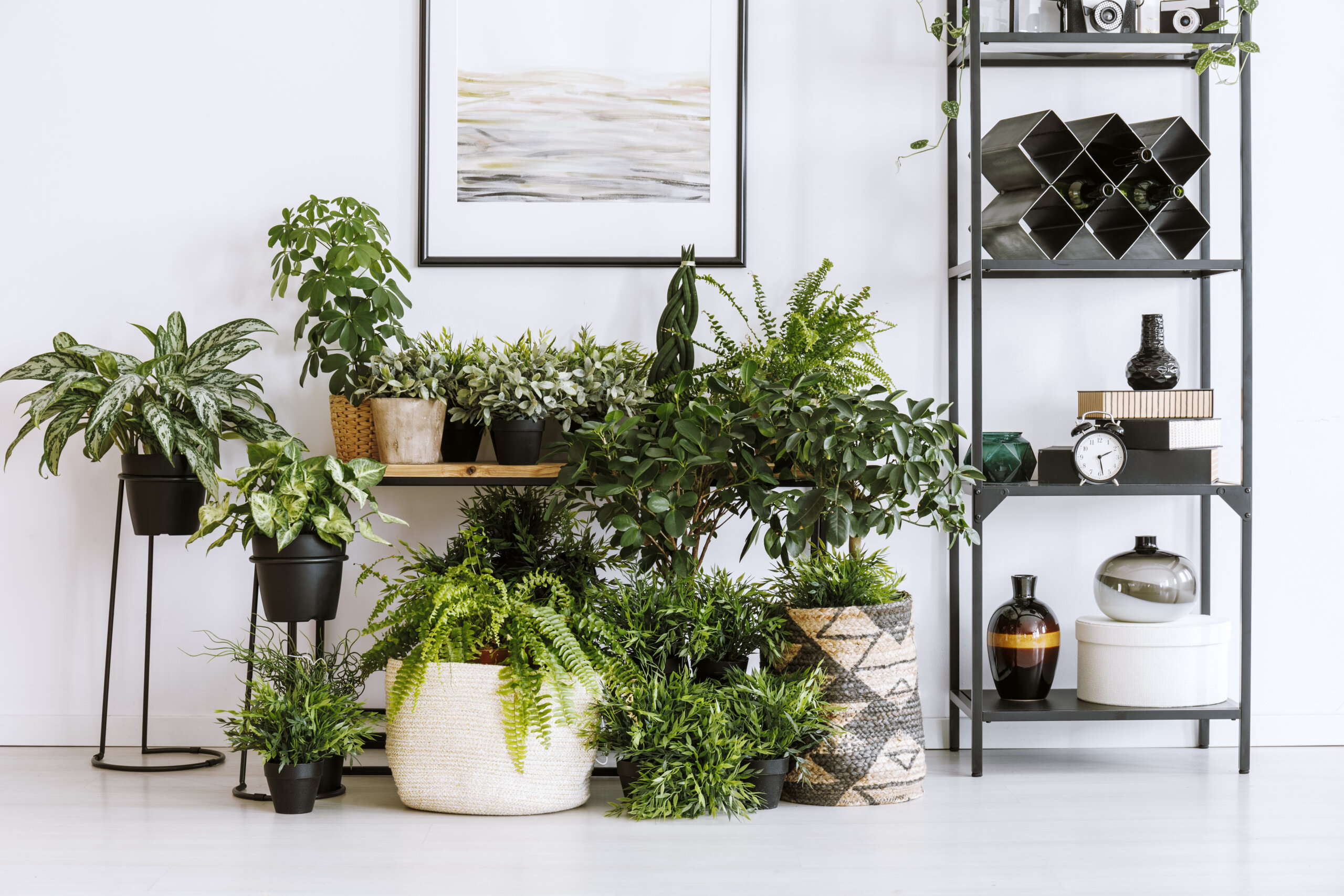 TOP 10 der schnsten Zimmerpflanzen  Grn fr drinnen - Samenhaus  Gartenblog