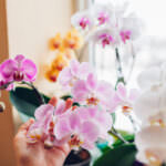 Zimmerpflanze Orchidee