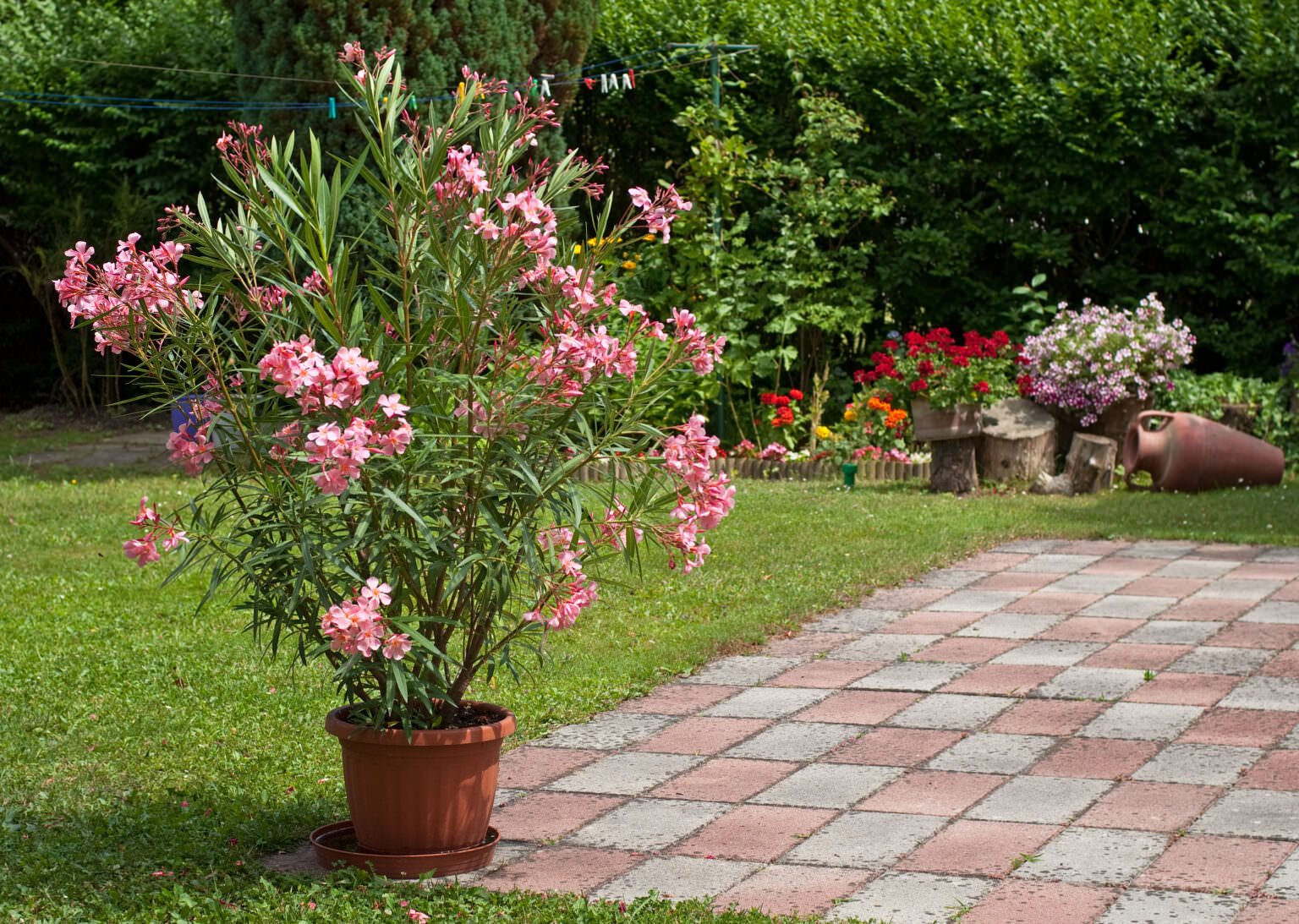 TOP 10 der schönsten Kübelpflanzen Vielfalt für die Terrasse