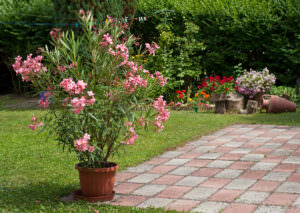 Kübelpflanze Oleander