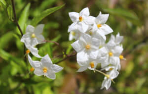 Kübelpflanze Echte Jasmin