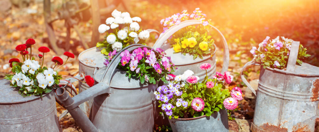 TOP 10 der schönsten Kübelpflanzen – Vielfalt für die Terrasse