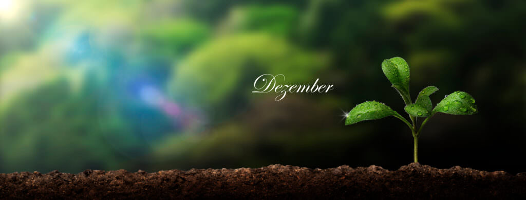 Aussaat im Dezember – das Jahr geht zu Ende