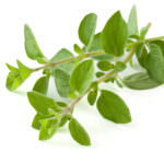 Blattläuse Oregano