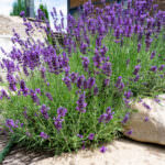 Duftgarten Lavendel