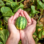 Kletterpflanze Mini-Wassermelone