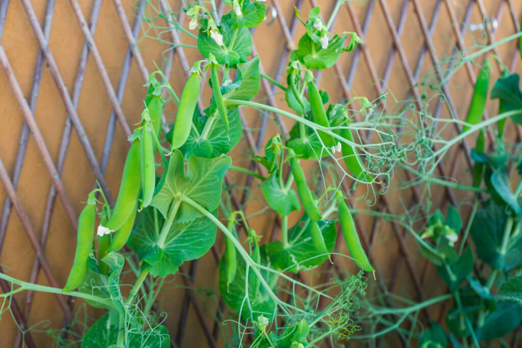 Essbare Kletterpflanzen für Balkon und Garten: Gesunder und dekorativer Sichtschutz