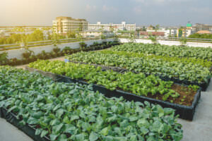 Standort Gemeinschaftsgarten