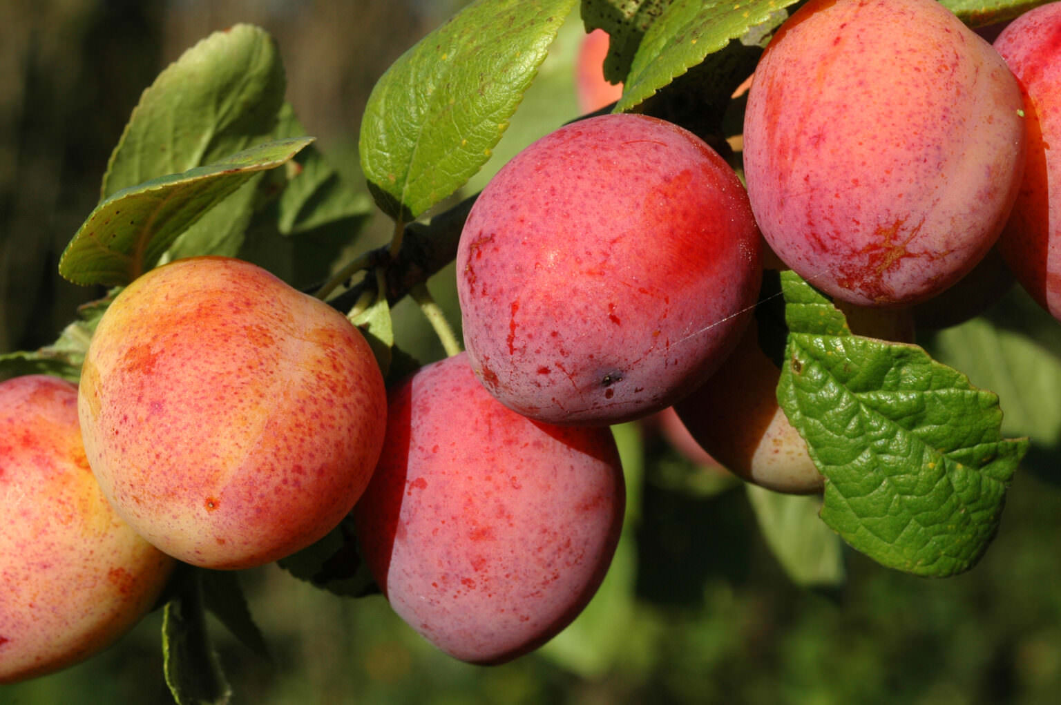 Pflaume ist nicht gleich Pflaume: Arten und Unterschiede - Samenhaus ... Pflaume ist nicht gleich Pflaume: Arten und Unterschiede - Samenhaus ...