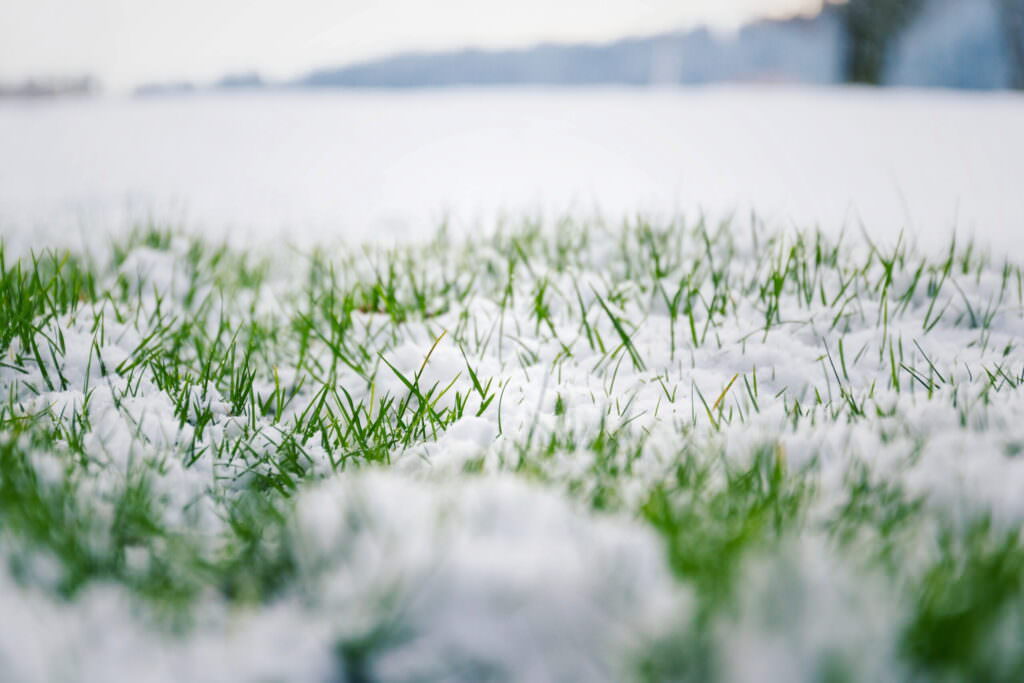 Rasenpflege kurz vor dem Winter – was ist zu tun?