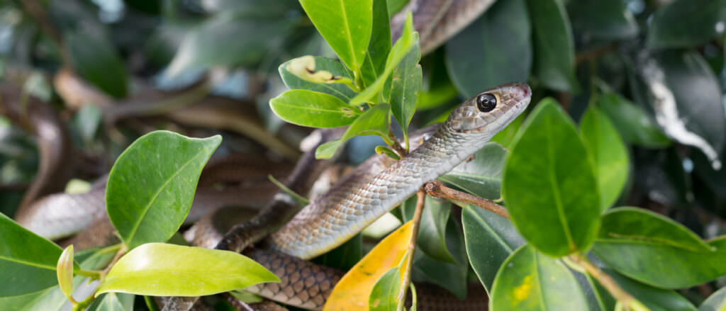 Reptilien im Garten: Anlocken mit naturnaher Gestaltung