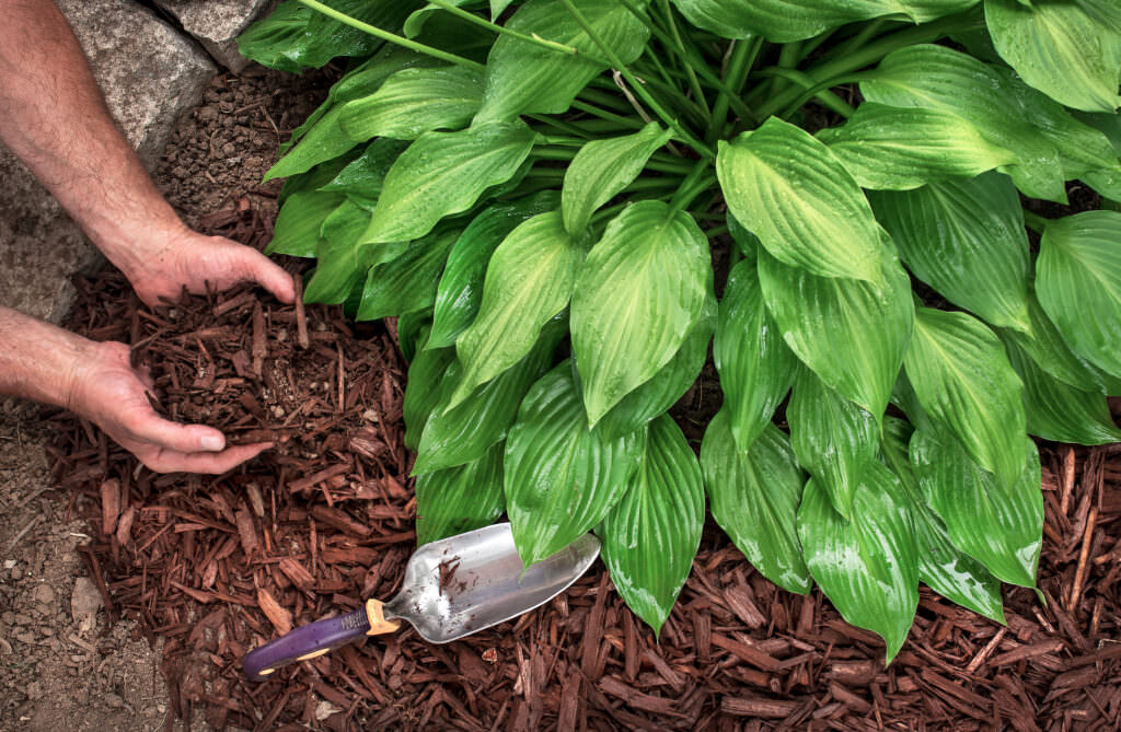 Mulchen mit Rindenmulch: Ist das überall möglich?