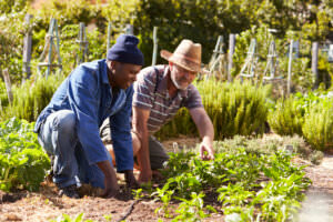 Garten Selbstversorger