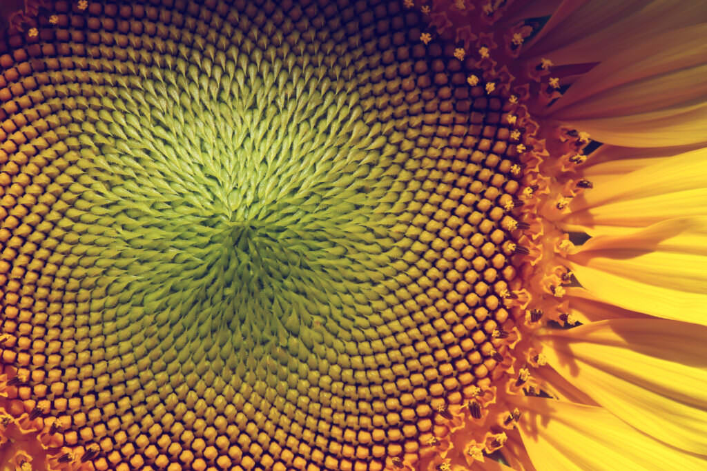 Sonnenblumen ansäen: Sortenüberblick & richtige Verwendung