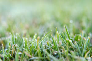 Rasen Frost